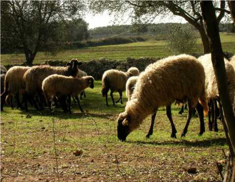 Altro che bambini e cani, ad Altamura ora si adottano le pecore